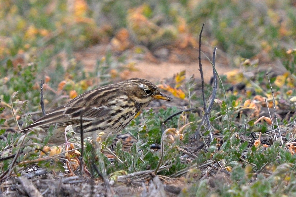 Red-throated Pipit - ML615102039