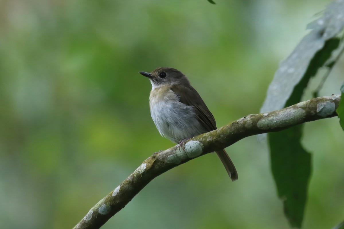 Fulvous-chested Jungle Flycatcher - ML615102055