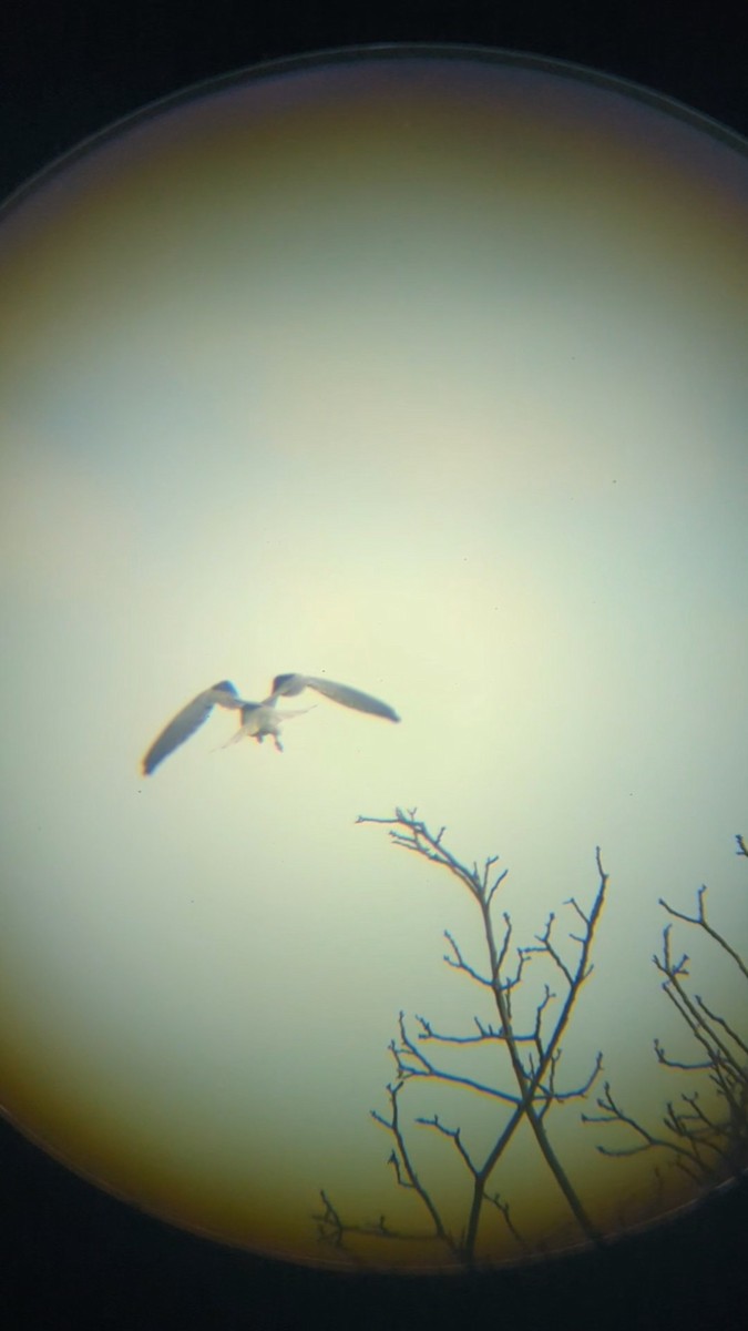 White-tailed Kite - ML615102424