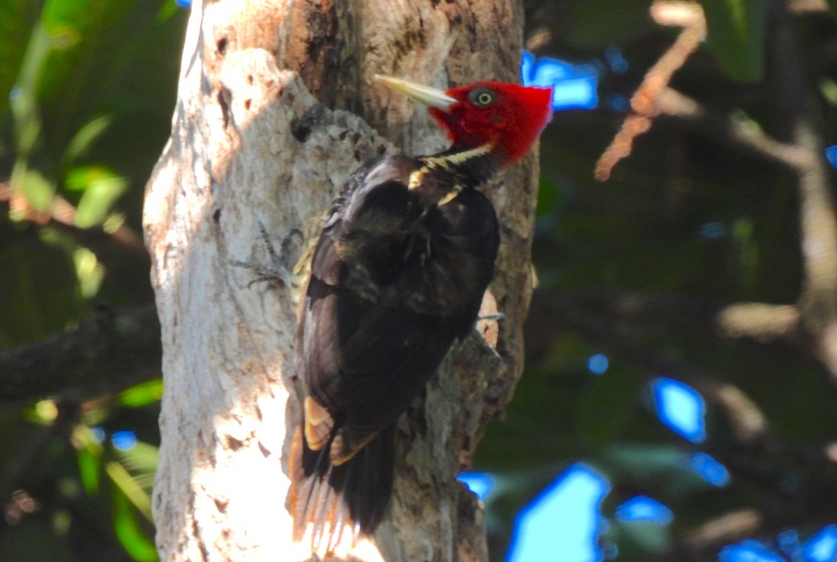Pale-billed Woodpecker - ML615102646