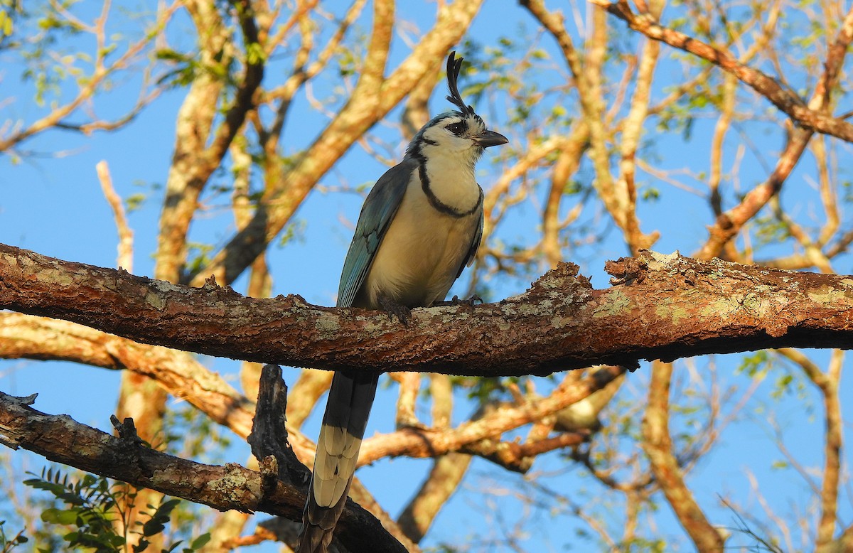 White-throated Magpie-Jay - ML615102775