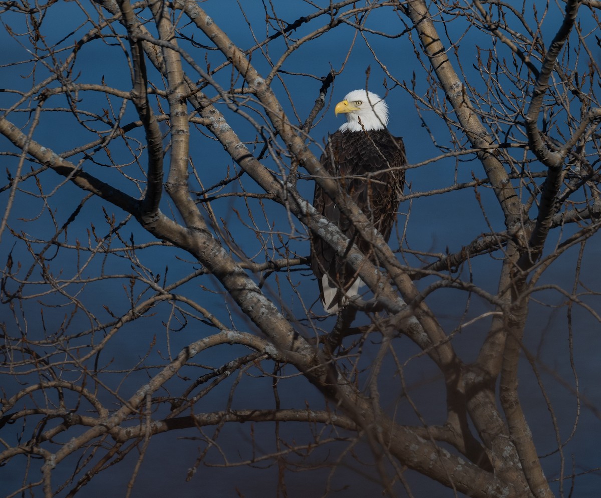 ebird-checklist-20-feb-2024-croton-point-park-23-species