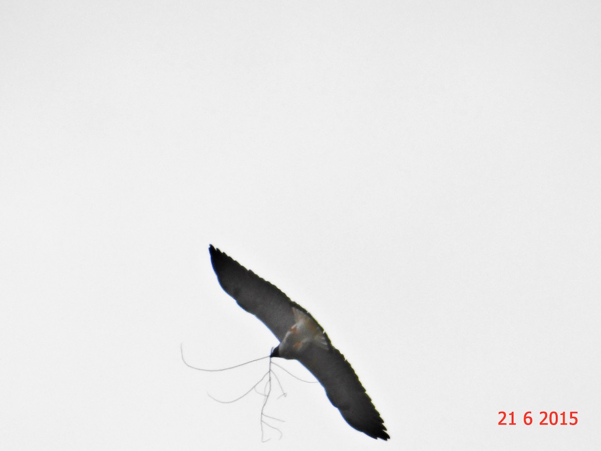 White-tailed Hawk - ML615102879