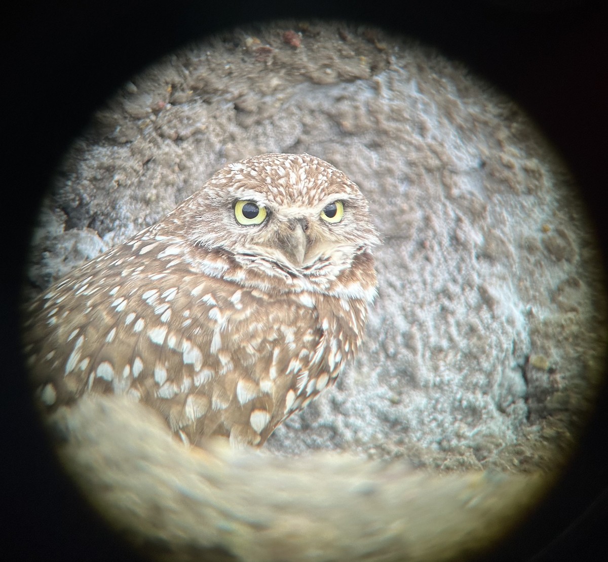 Burrowing Owl - CK Staurovsky