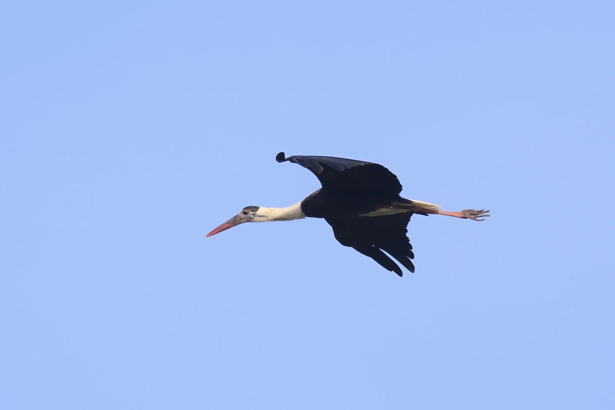 Asian Woolly-necked Stork - ML615103110