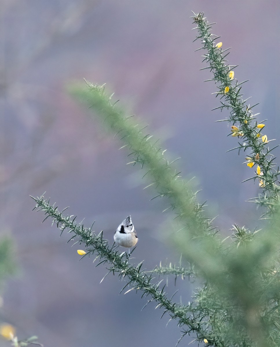 Crested Tit - ML615103112