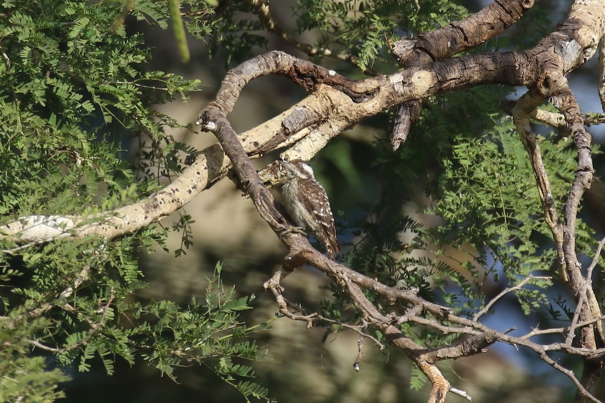 Sunda Pygmy Woodpecker - ML615103119