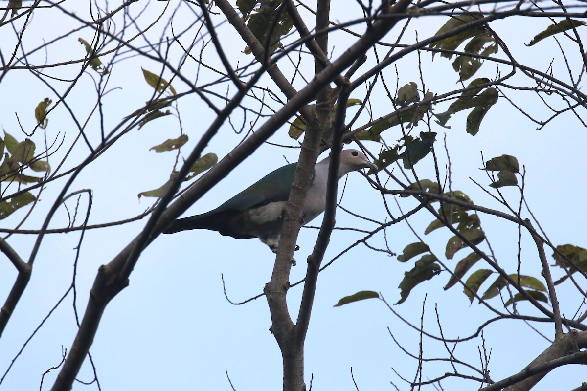 Green Imperial-Pigeon - ML615103146