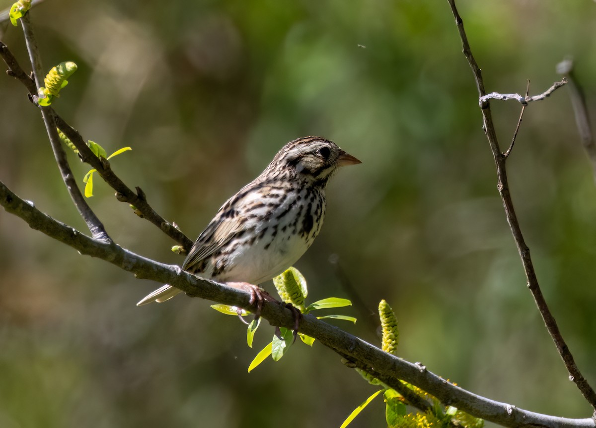 Savannah Sparrow - ML615103224