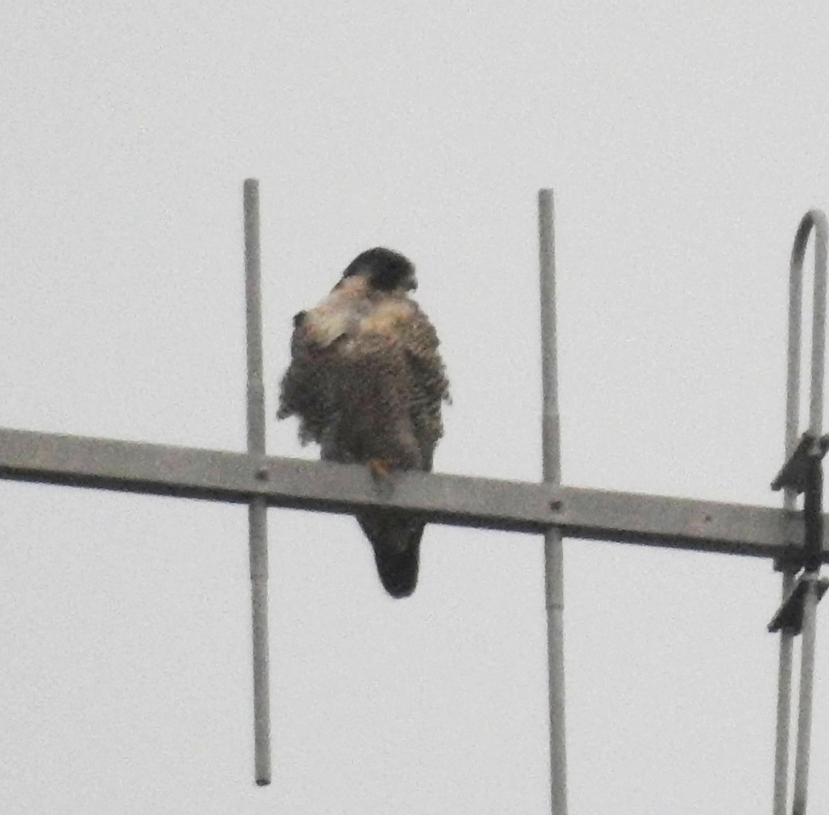 Peregrine Falcon (North American) - ML615103376