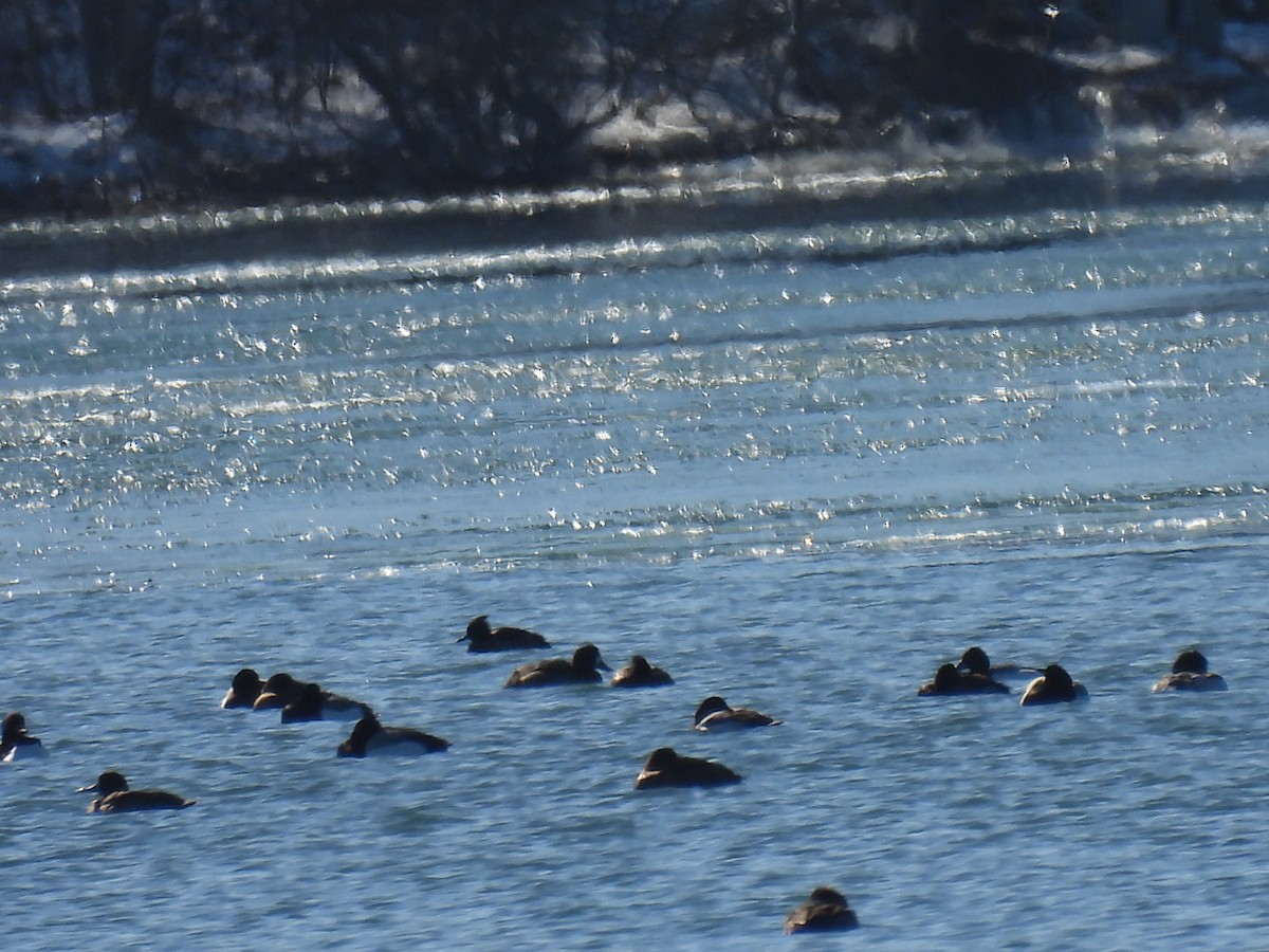 eBird Checklist - 20 Feb 2024 - Long Pond, Brewster, Ma - 19 species