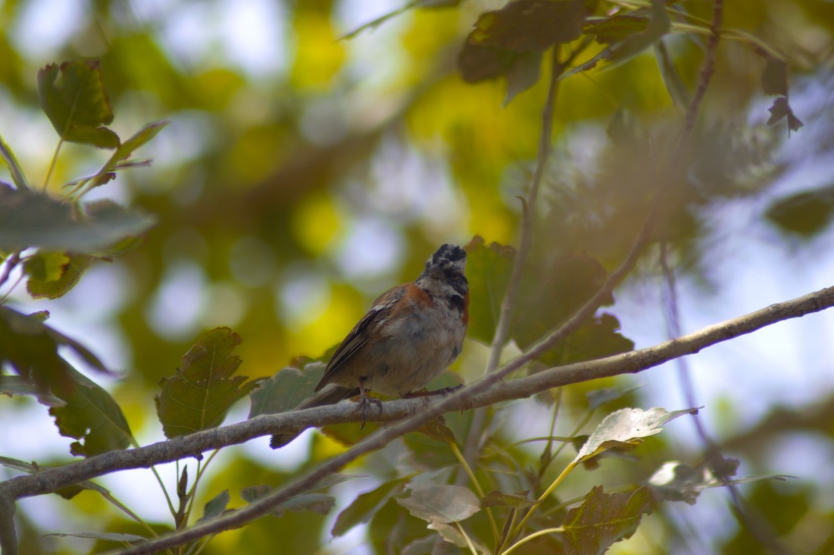 Rufous-collared Sparrow - ML615103487