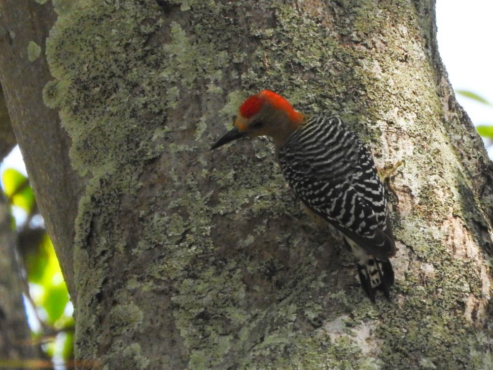 Red-crowned Woodpecker - ML615103904