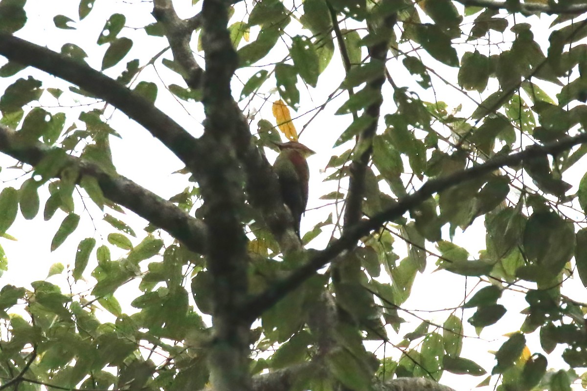 Checker-throated Woodpecker (Javan) - ML615103965