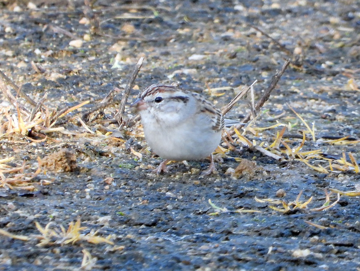 Chipping Sparrow - ML615104006