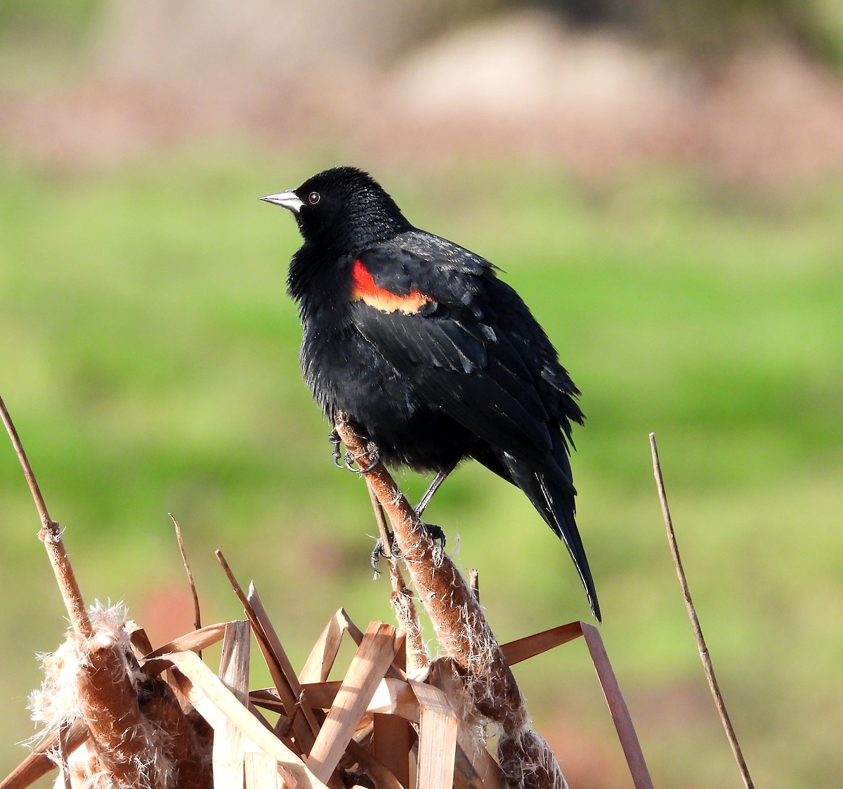 Red-winged Blackbird - ML615104015