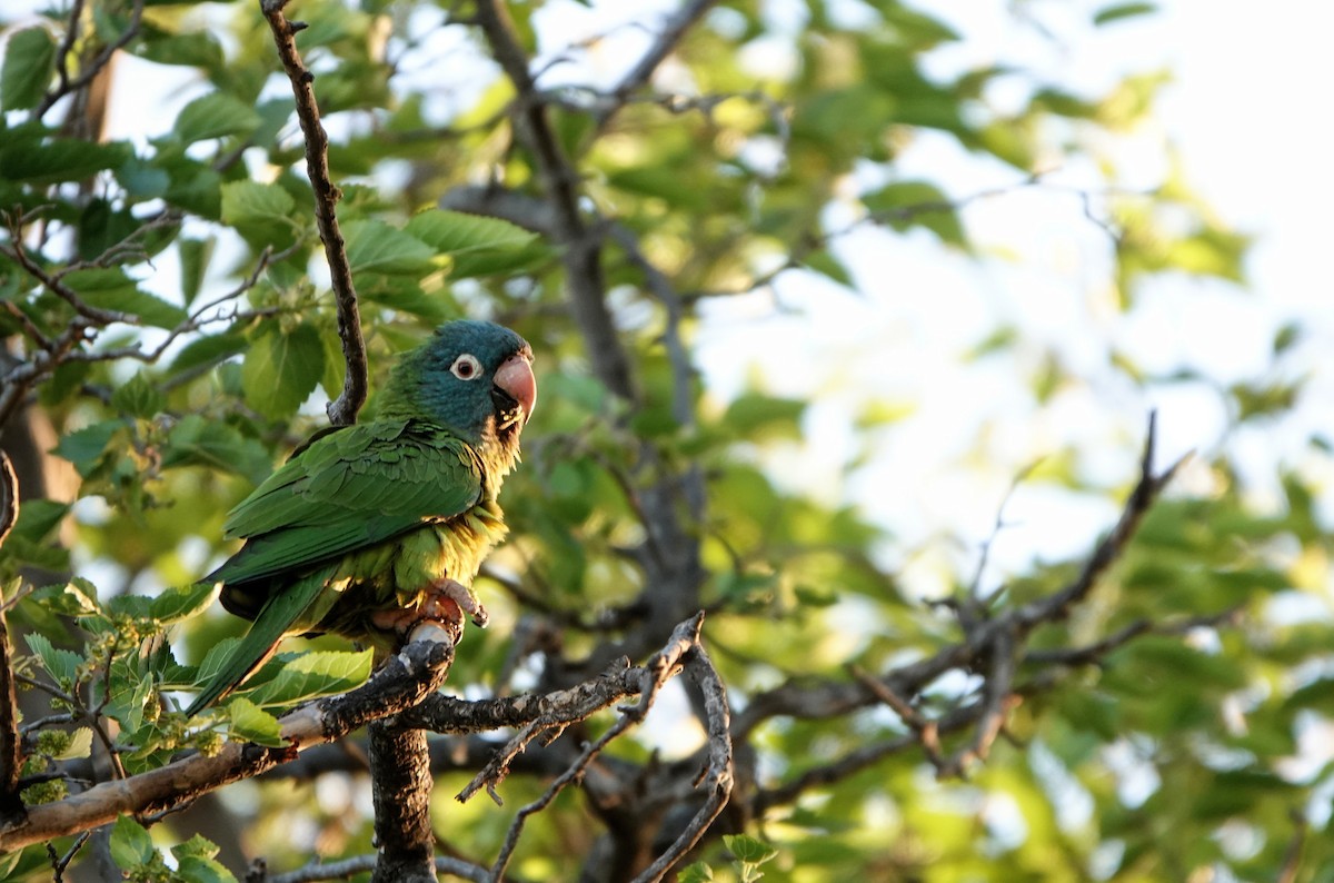 Blue-crowned Parakeet - ML615104113