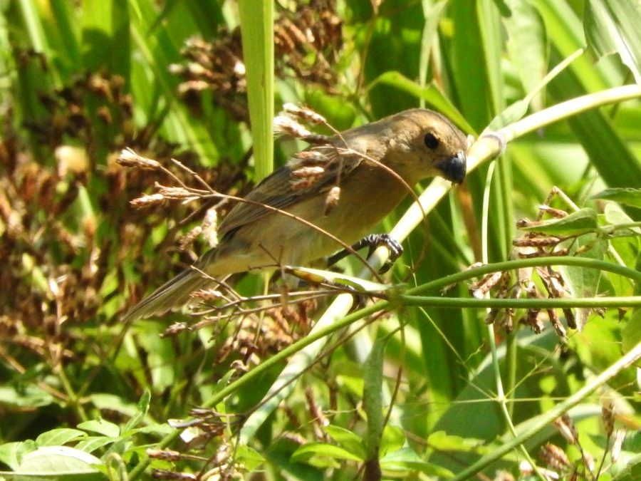 Gray Seedeater - ML615104230