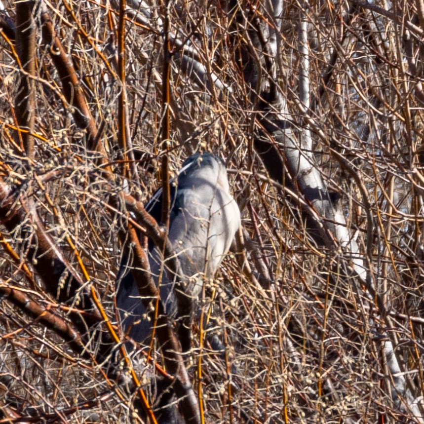 Black-crowned Night Heron - Philip Kline