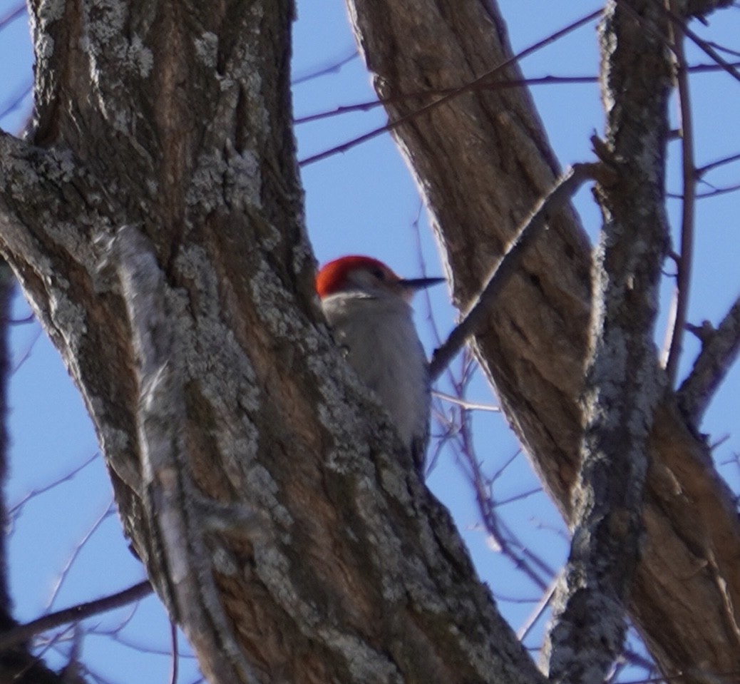 Red-bellied Woodpecker - ML615104526