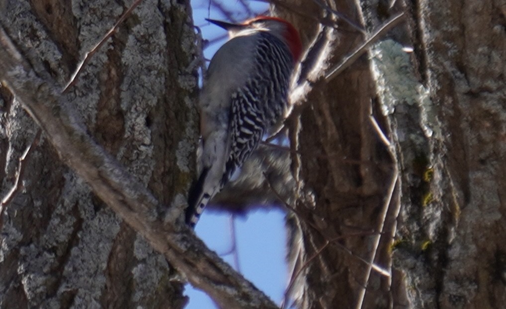 Red-bellied Woodpecker - ML615104528