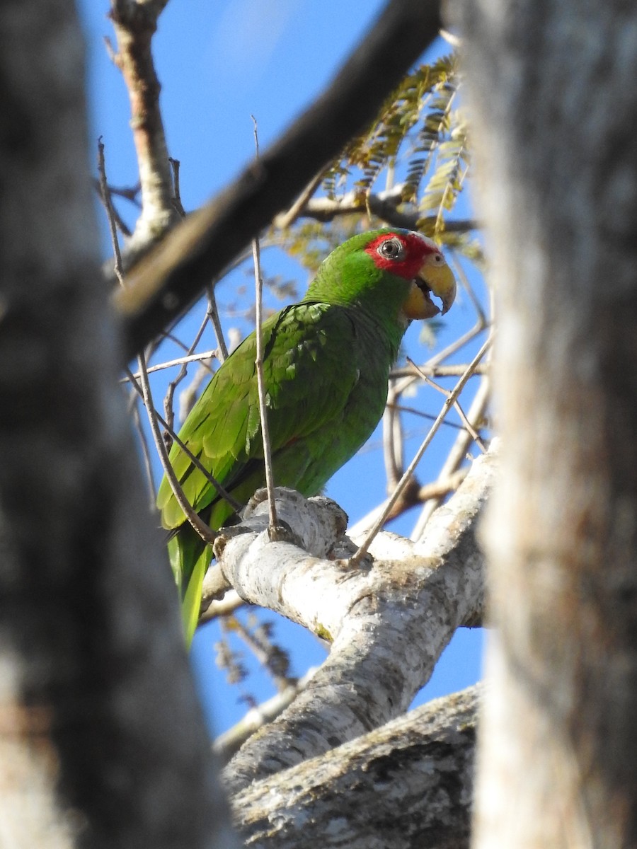 White-fronted Parrot - ML615104793
