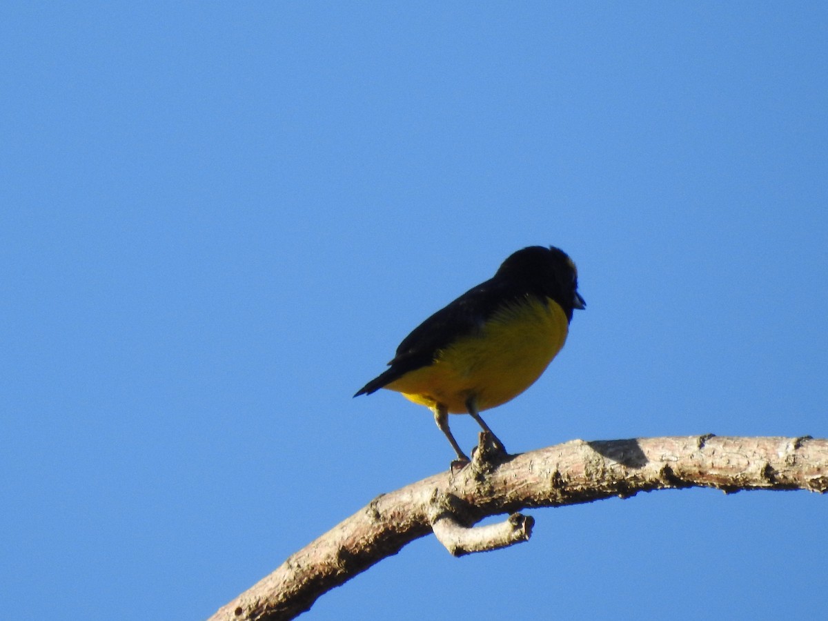 West Mexican Euphonia - ML615104861