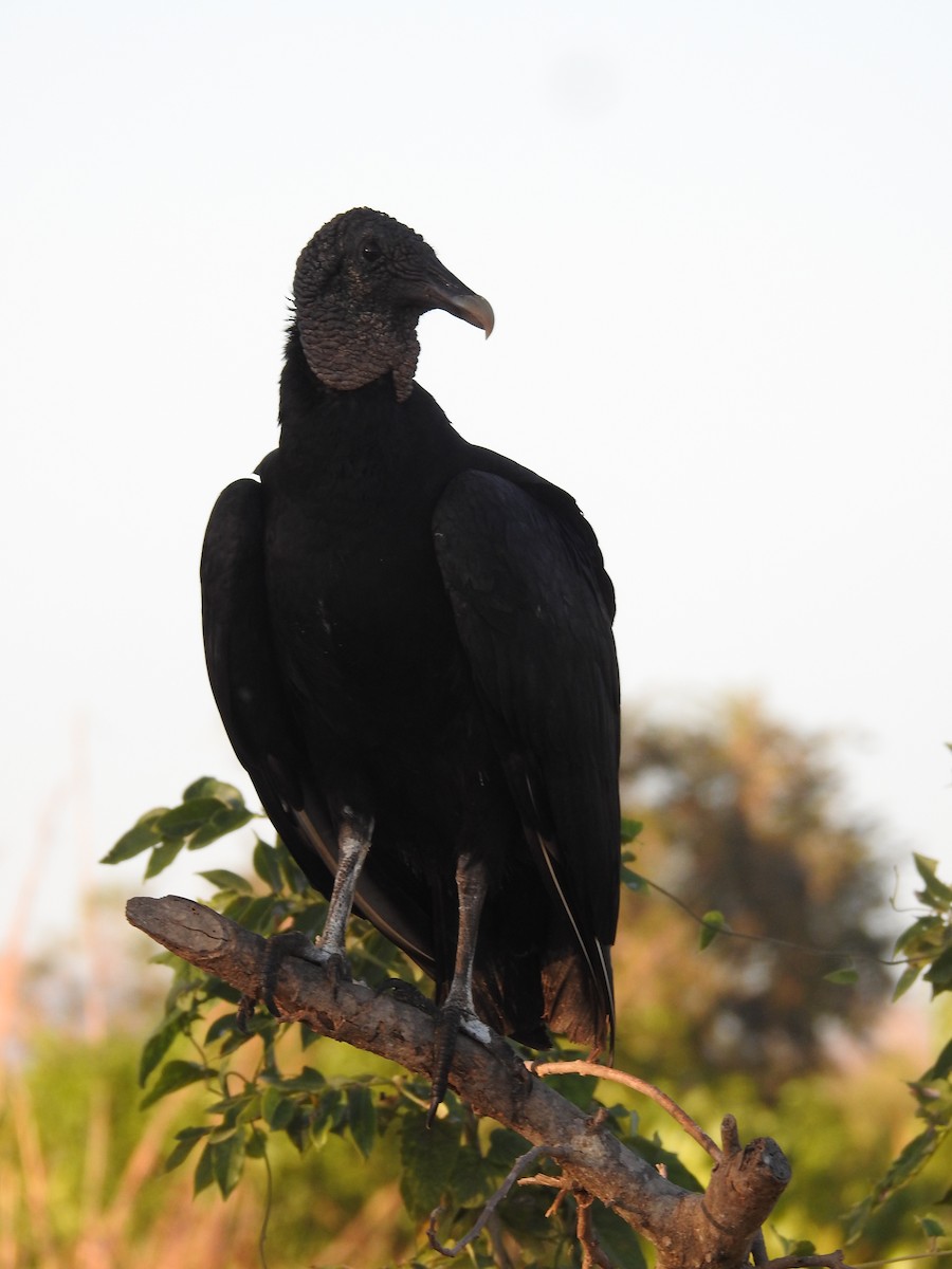 Black Vulture - ML615104955