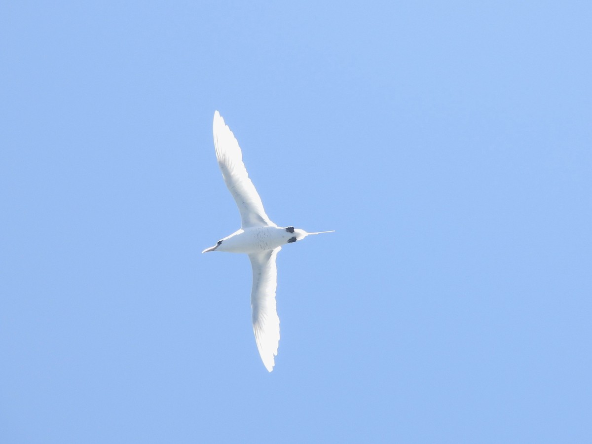 White-tailed Tropicbird - ML615105001