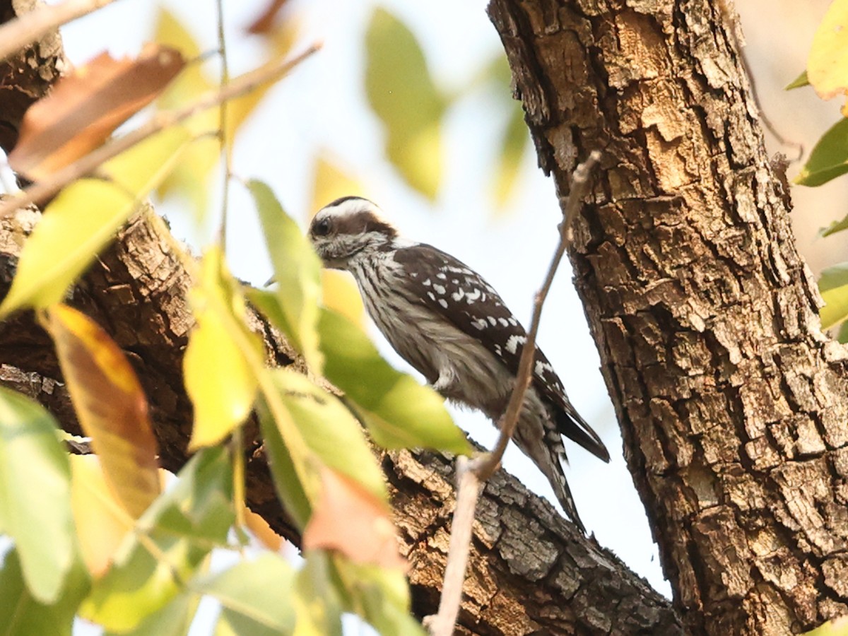 Gray-capped Pygmy Woodpecker - ML615105004
