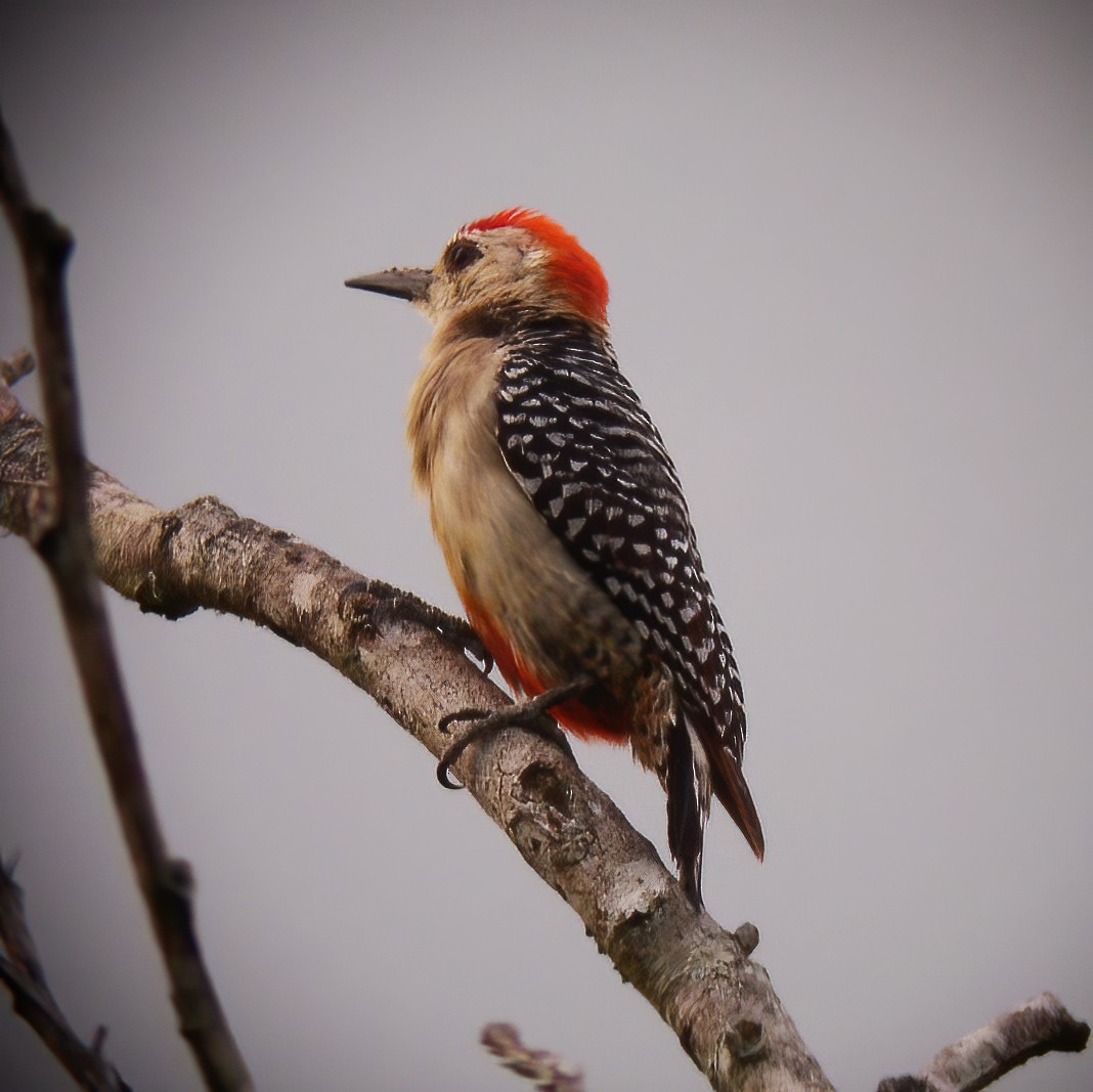 Red-crowned Woodpecker - ML615105037