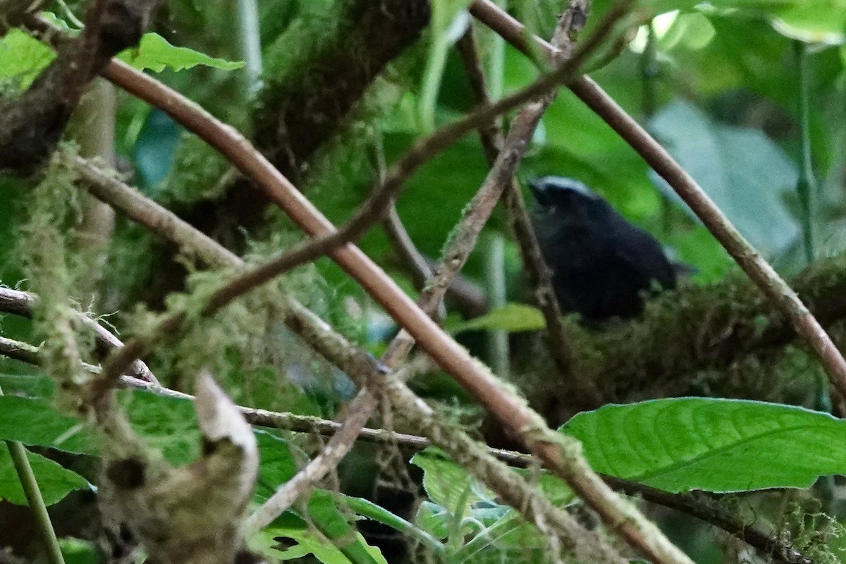 Silvery-fronted Tapaculo - ML615105061