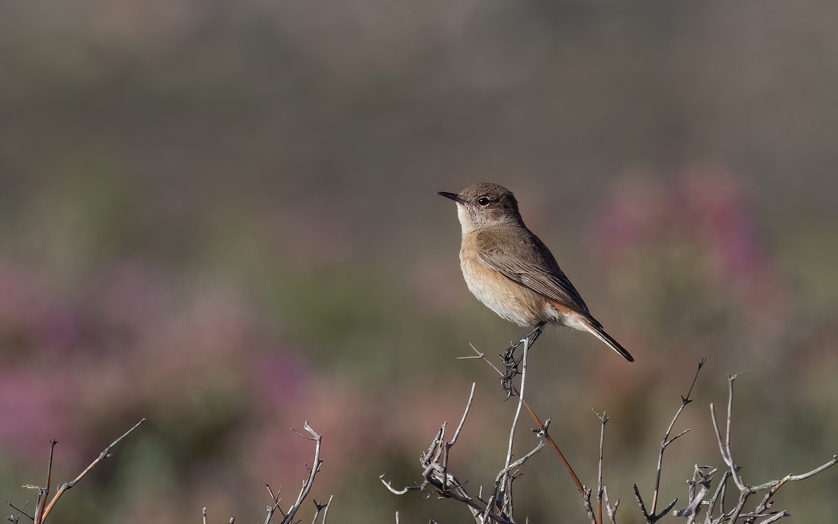Sickle-winged Chat - ML615105289