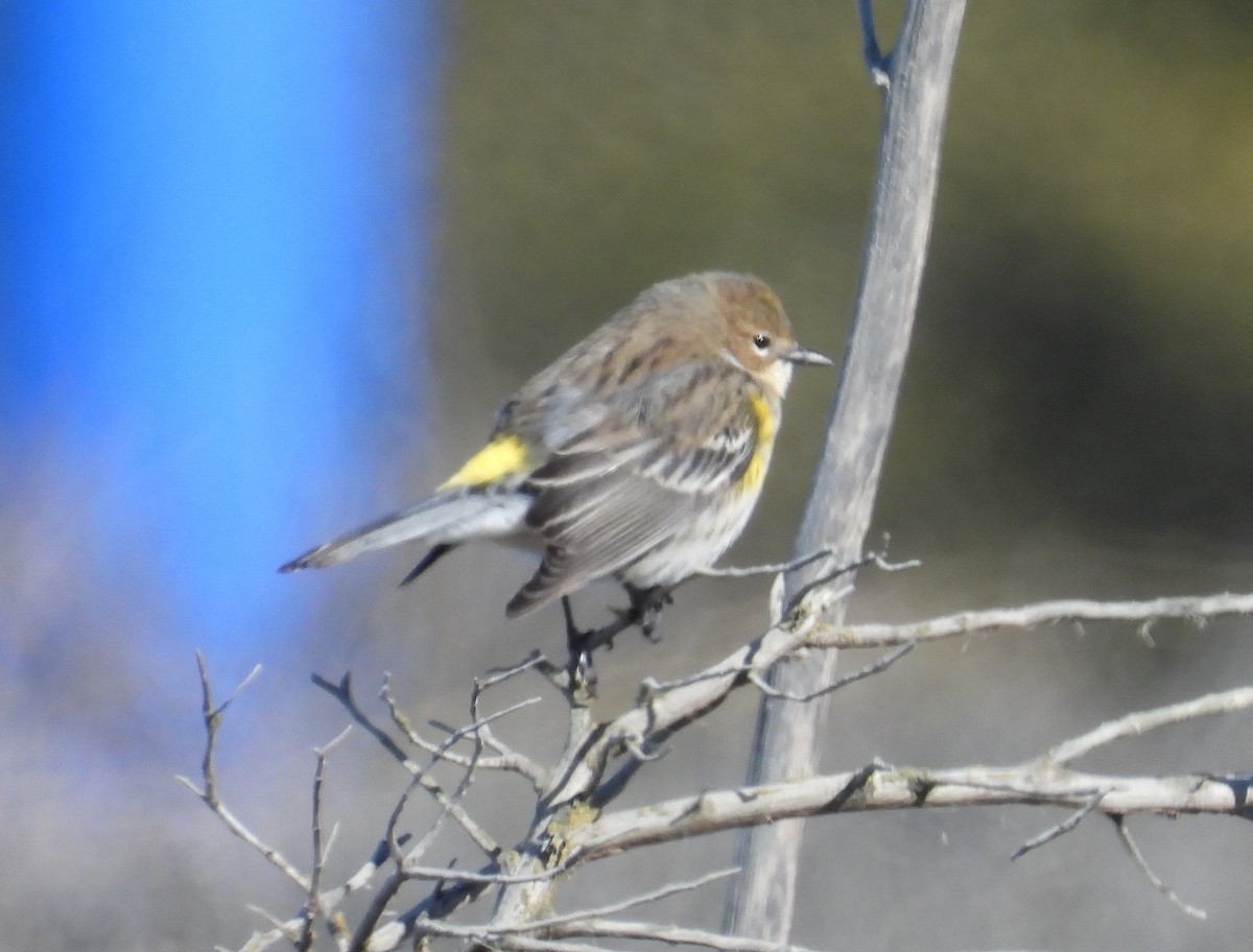 Yellow-rumped Warbler - Ted Purcell