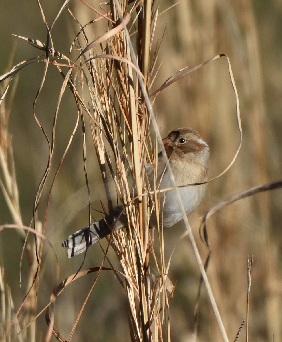Field Sparrow - Richard Snow