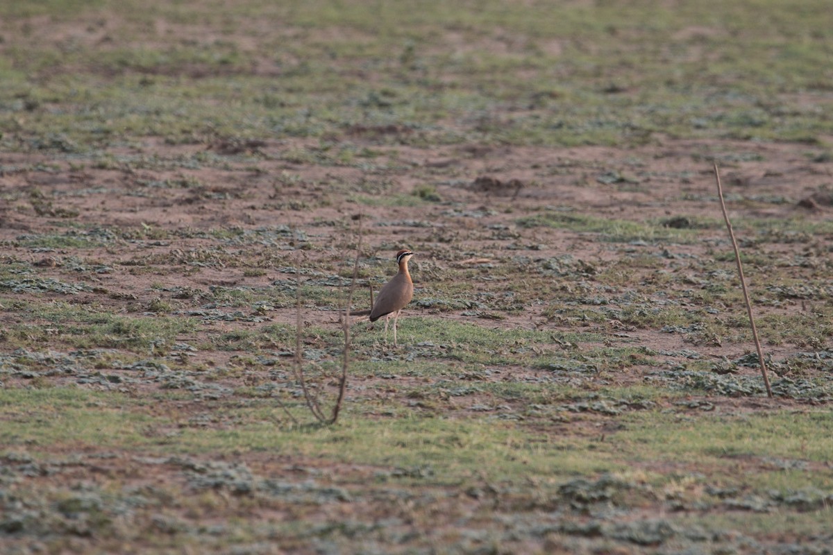 Indian Courser - ML61510571