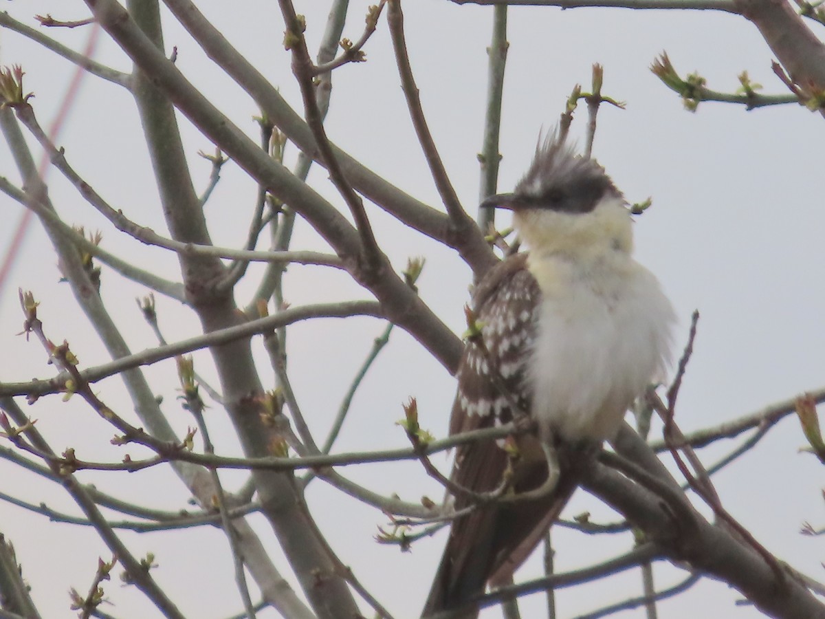 Great Spotted Cuckoo - ML615105716