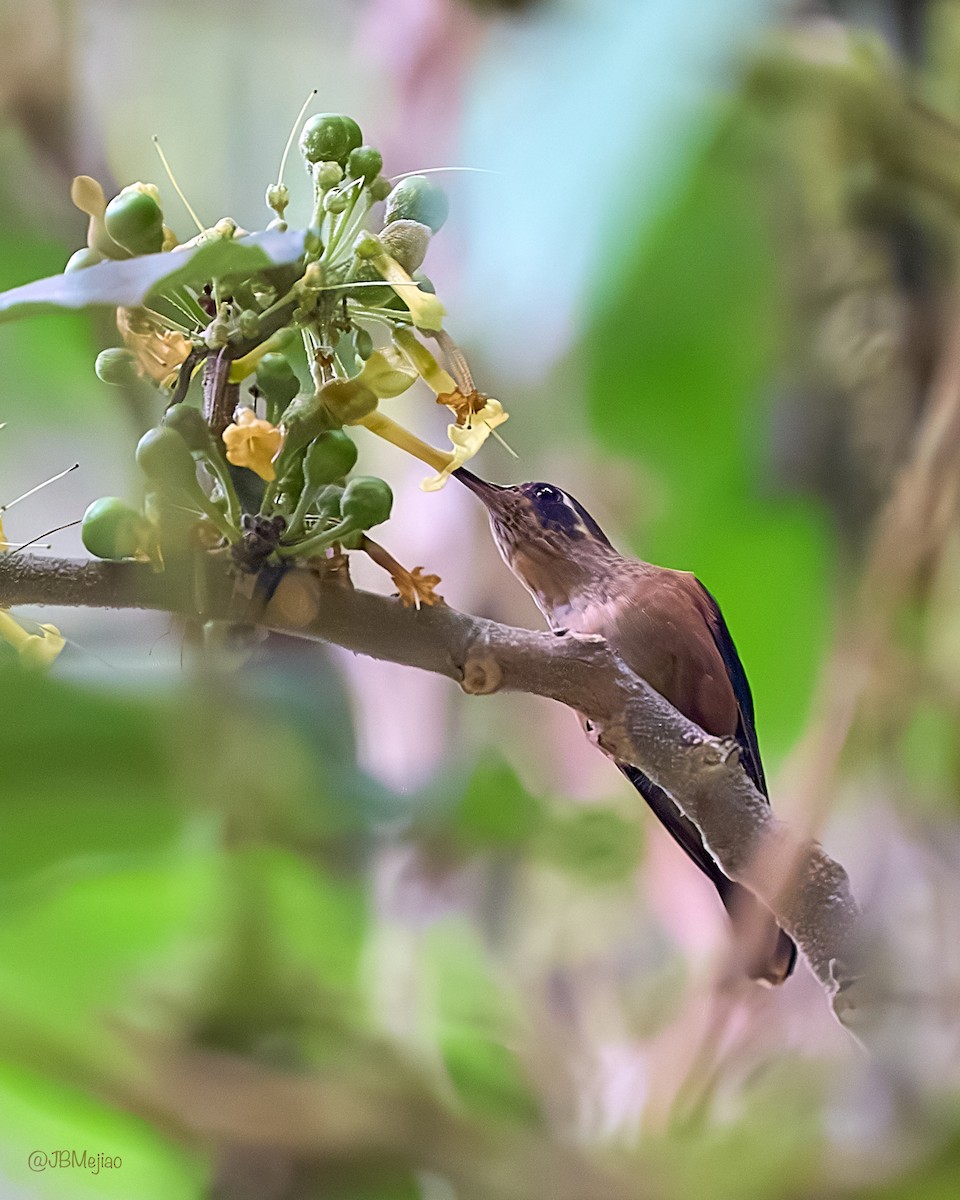 Speckled Hummingbird - ML615105804
