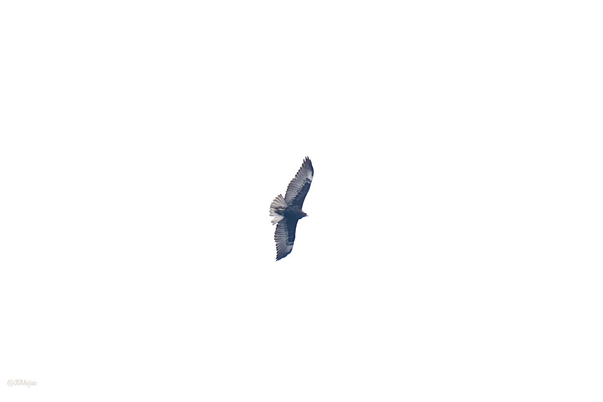 Zone-tailed Hawk - ML615105935