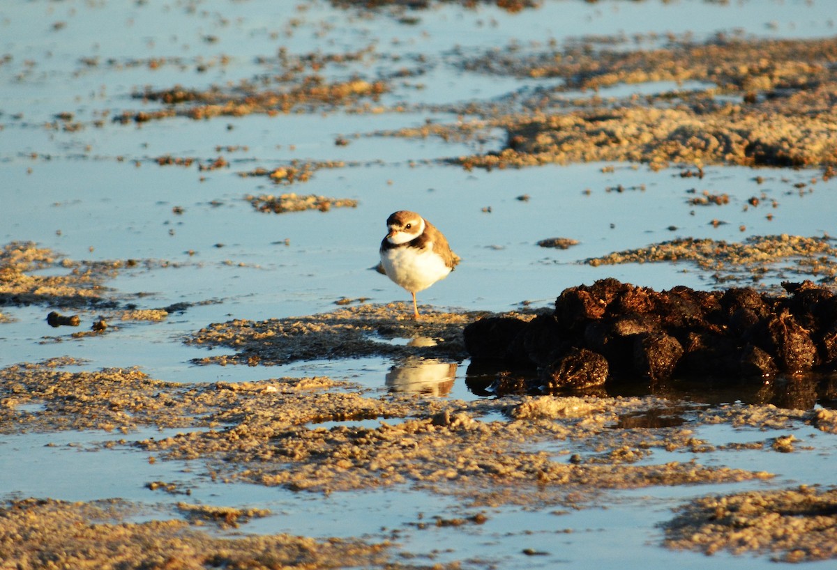 Semipalmated Plover - ML615105943
