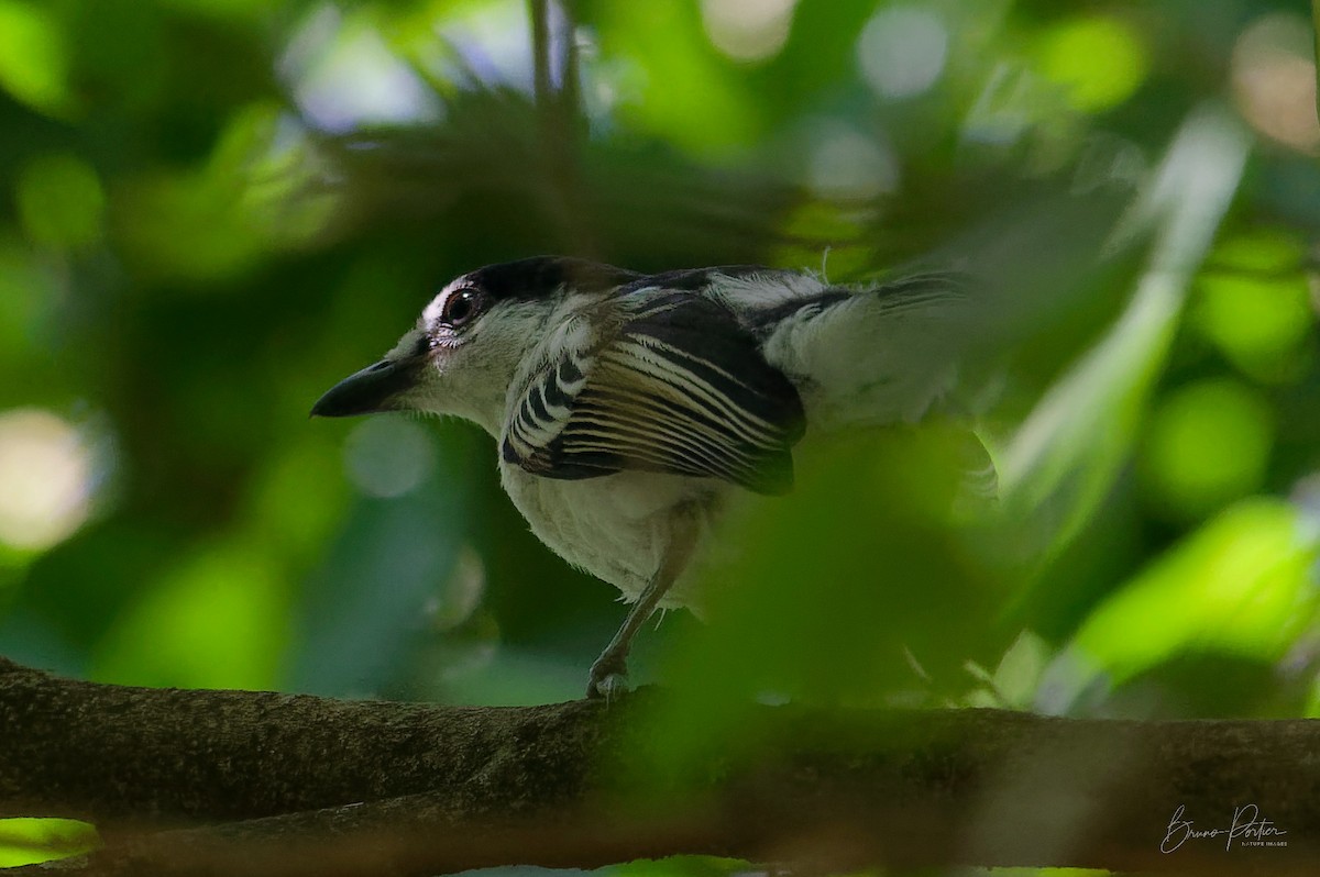 Black-backed Puffback - Bruno Portier