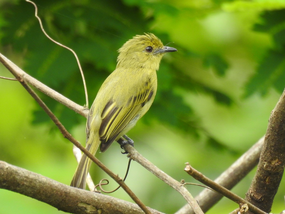 Olive-faced Flatbill - ML615106266