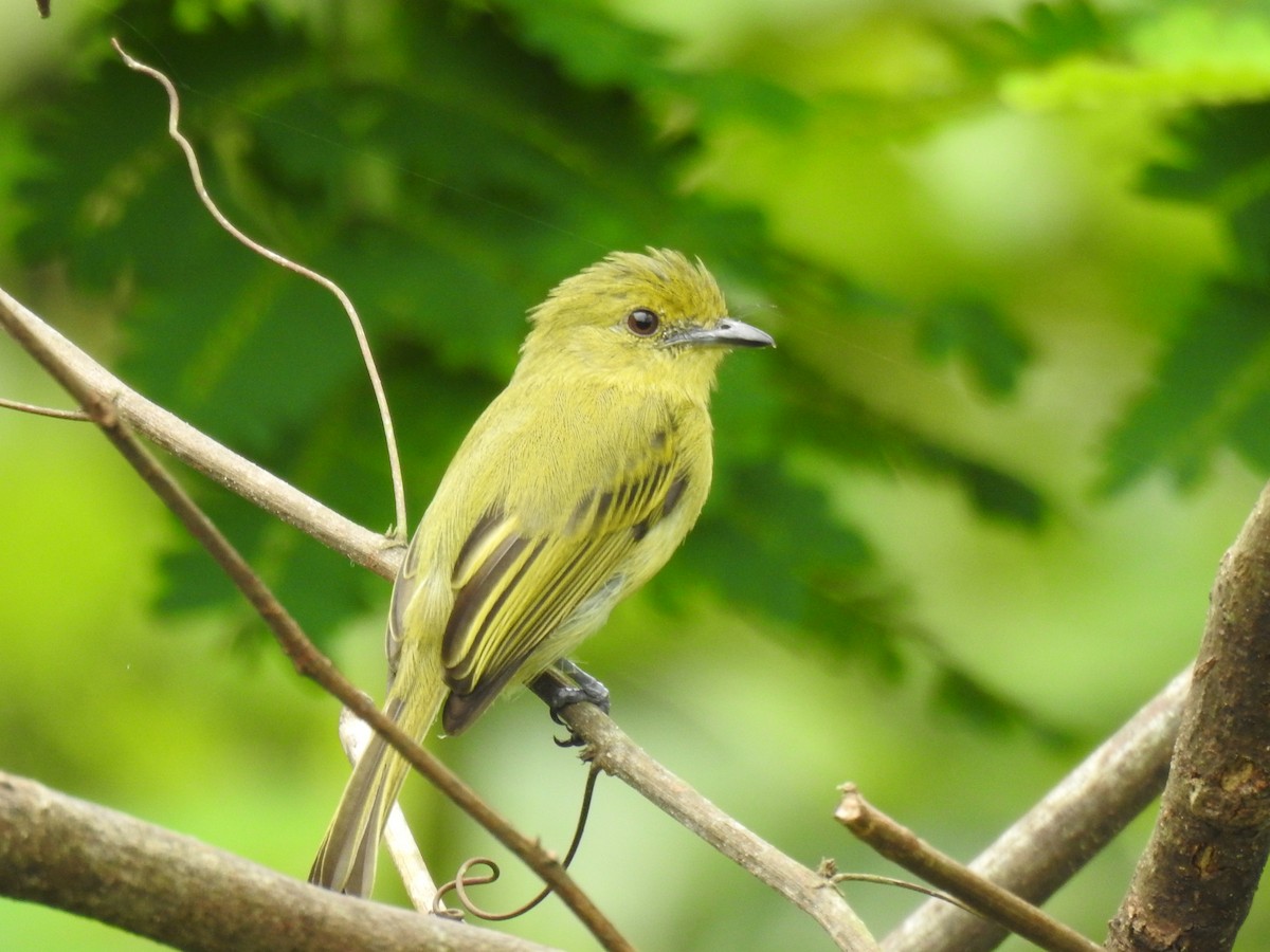 Olive-faced Flatbill - ML615106267