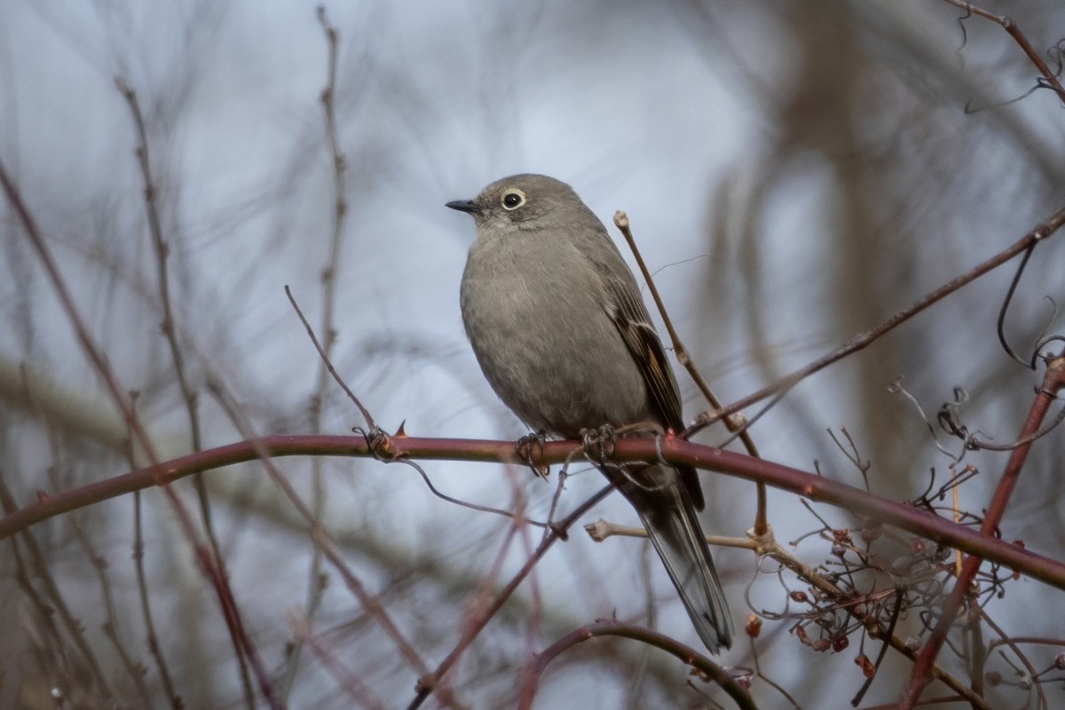 Townsend's Solitaire - ML615106326