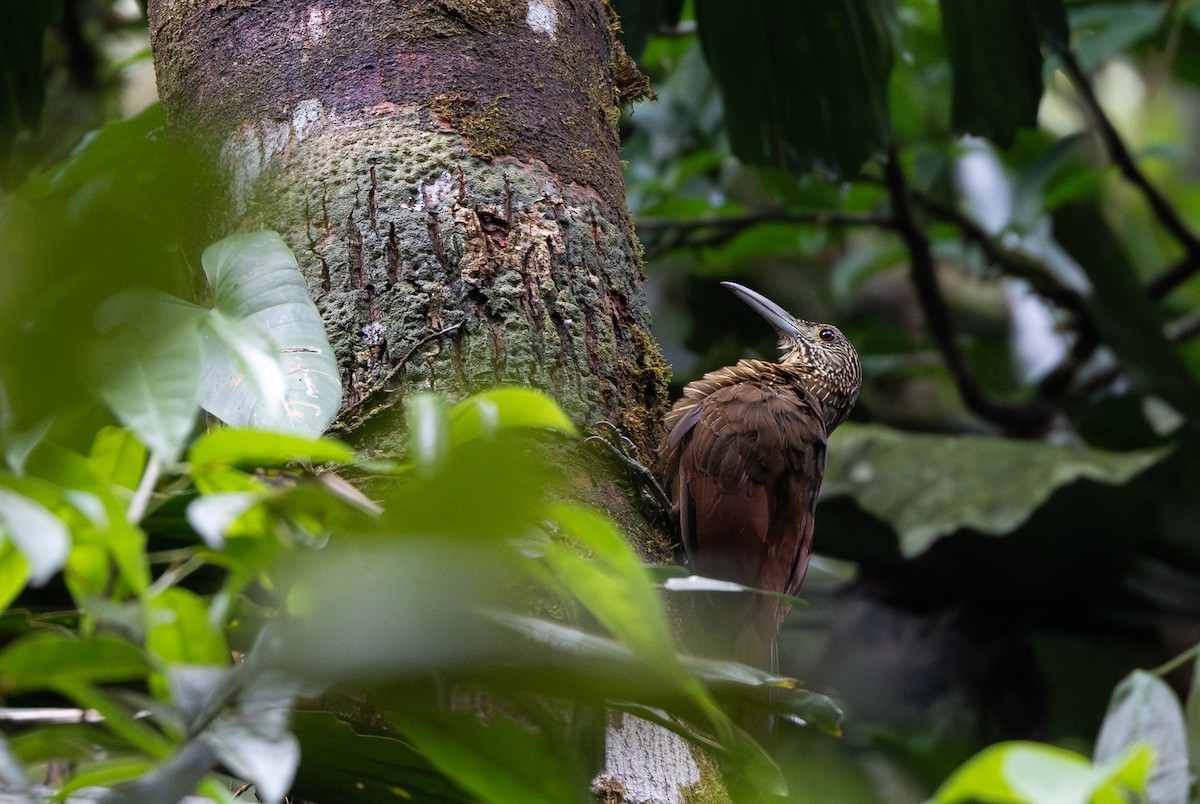 Strong-billed Woodcreeper (Andean/Northern) - ML615106467