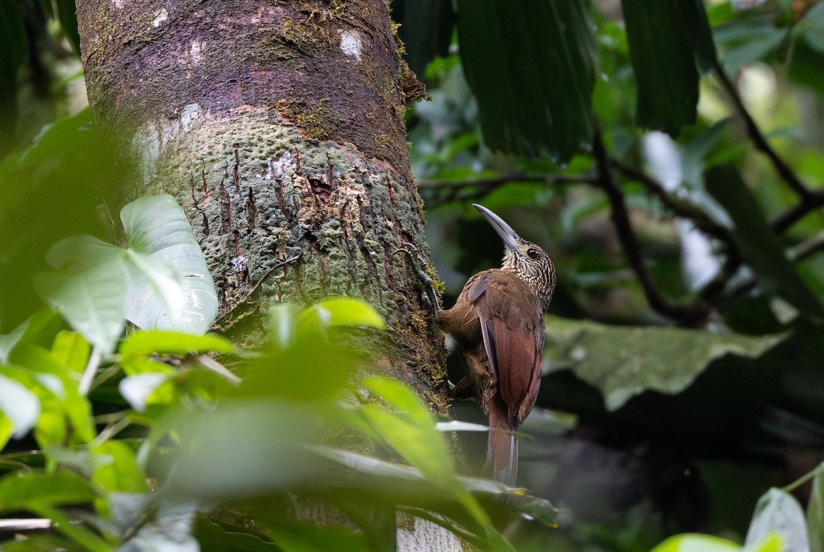 Strong-billed Woodcreeper (Andean/Northern) - ML615106468
