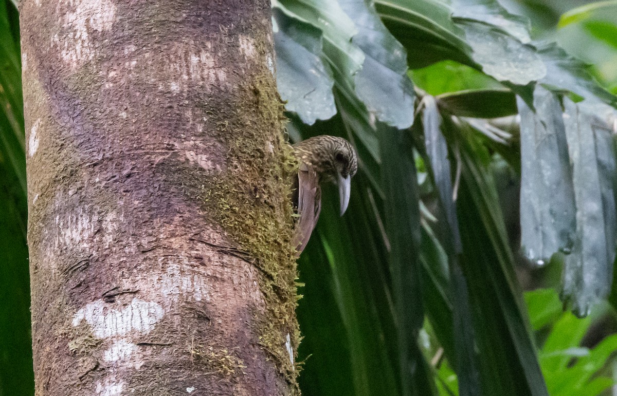 Strong-billed Woodcreeper (Andean/Northern) - ML615106473