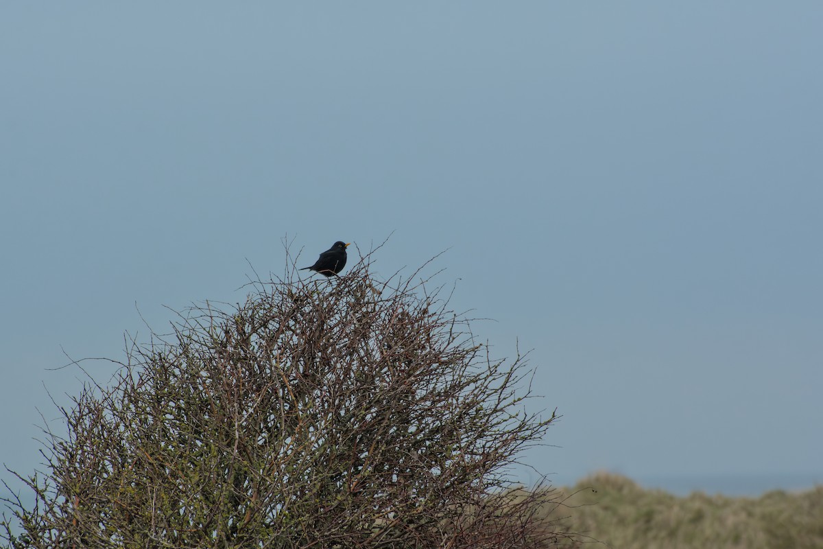 Eurasian Blackbird - ML615106481