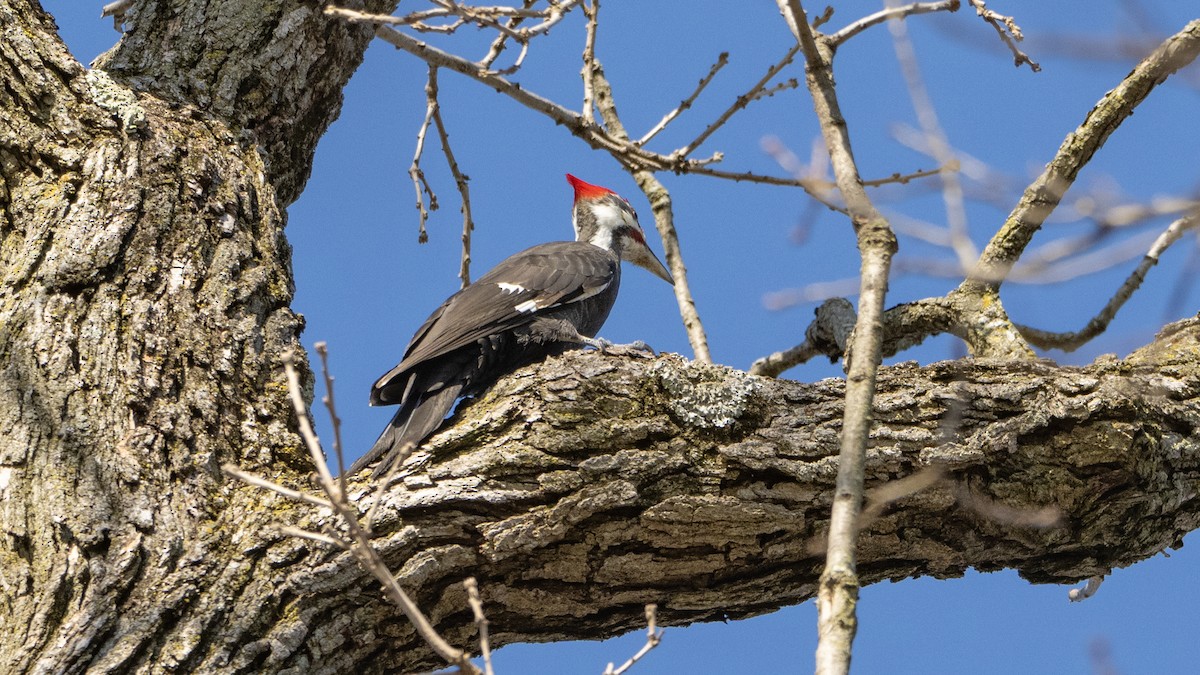 Pileated Woodpecker - ML615106948