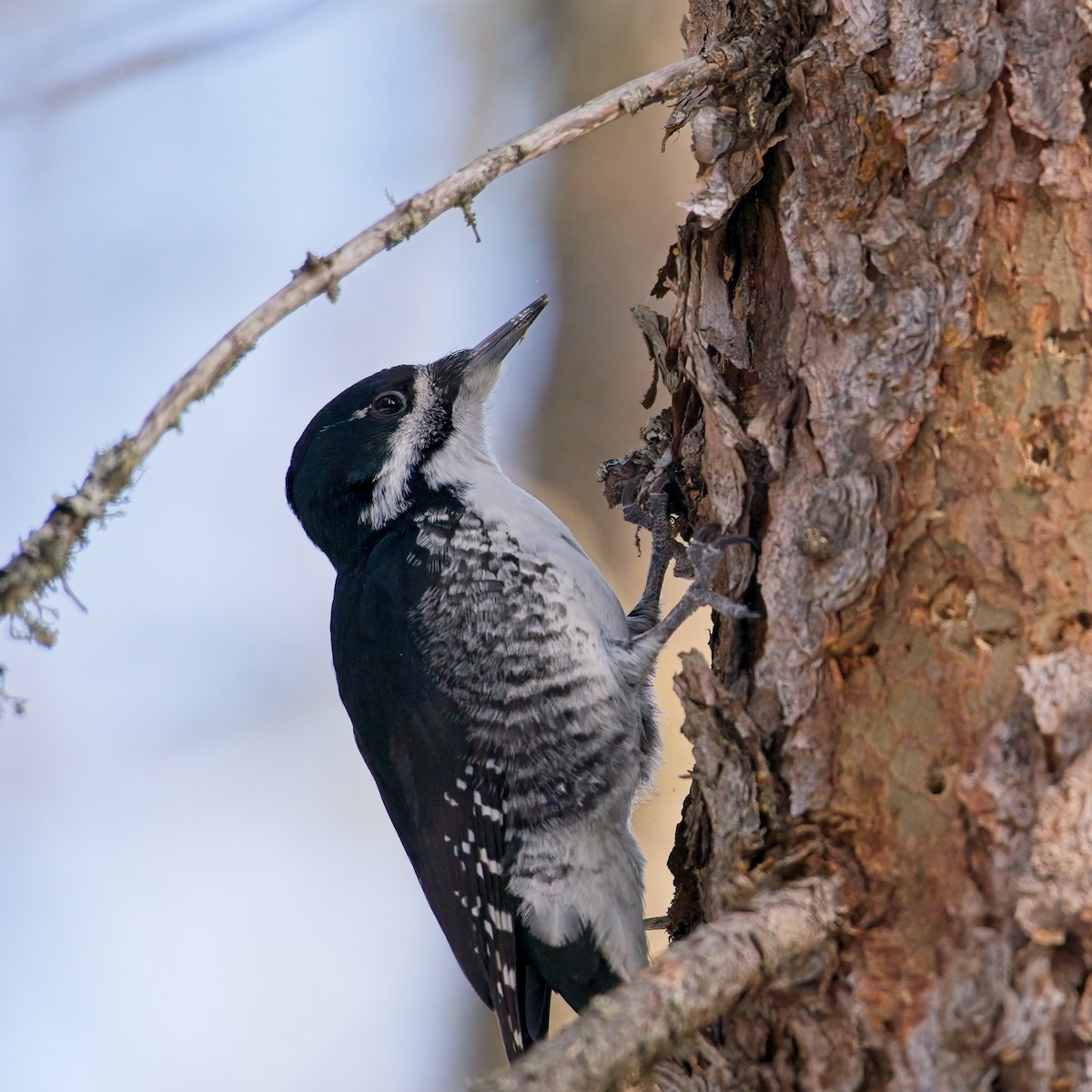 Black-backed Woodpecker - ML615106984